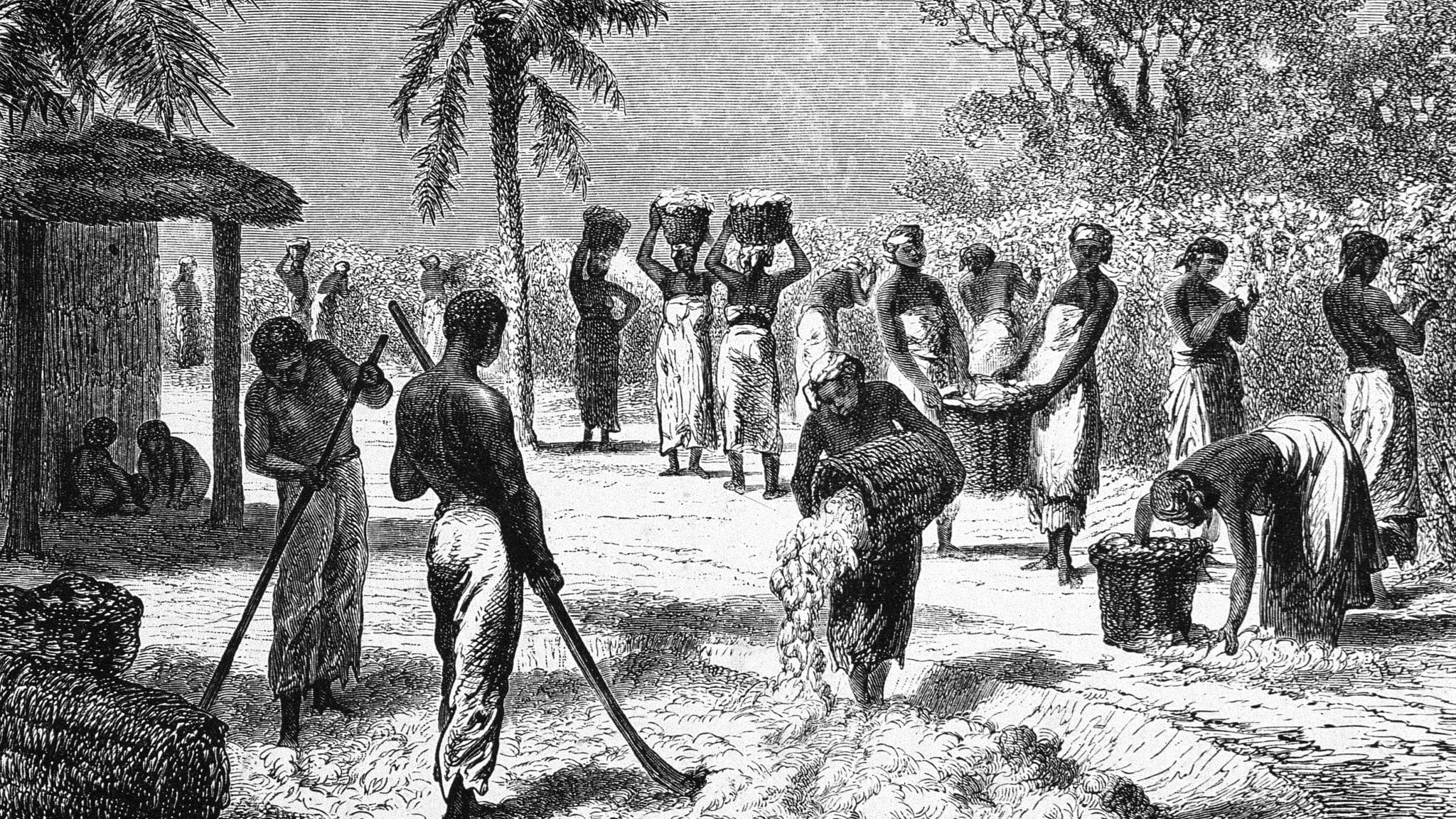 Slavery Plantation Cotton